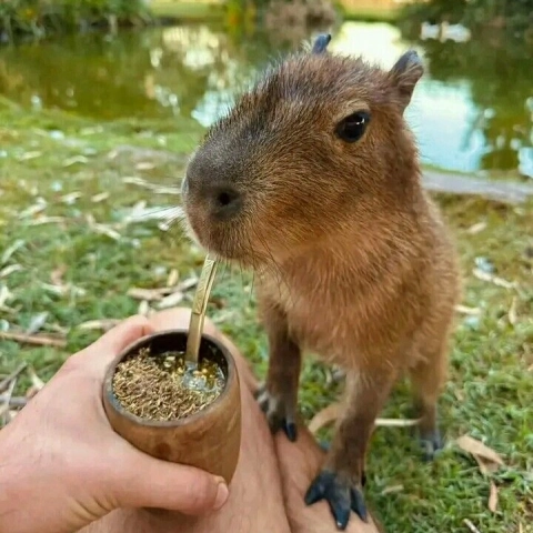 Foto de Chaco 1