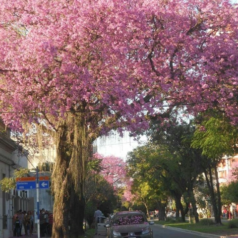 Foto de Chaco 3